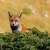 Liska obecna - Vulpes vulpes - Red Fox 2110